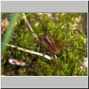 Priocnemis melanosoma - Wegwespe w11b 7mm mit Spinne - OS-Hollage-Lehmgrube-det.jpg